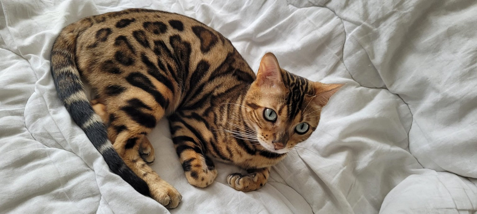 đŒ Pourquoi votre chat vous ignore (parfois) et comment mieux le comprendre